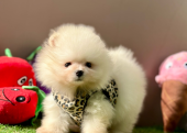 Pomeranian boo ayi Surat safkan yavrularımız